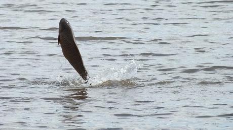 Carp jumps high out of the water - Cootes Paradise Swamp - Burlington - Ontario