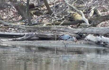 Great Blue Heron - on shore with fish -- Cootes Paradise Swamp - Burlington - Ontario
