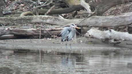 Great Blue Heron - proudly looks right on shoreline -- Cootes Paradise Swamp - Burlington - Ontario