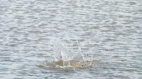 Carp leaves a big splash in water - Cootes Paradise Swamp - Burlington - Ontario