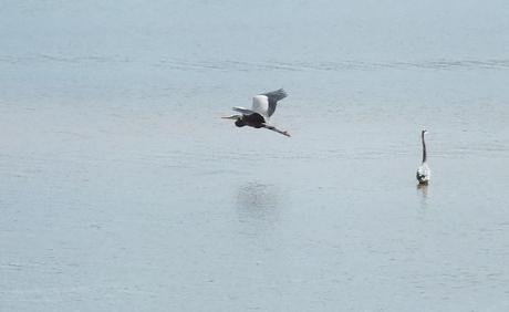 Great Blue Heron flies past another Blue Heron  -- Cootes Paradise Swamp - Burlington - Ontario