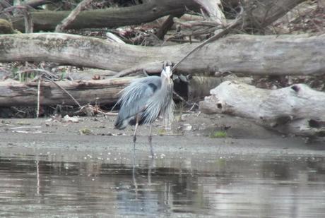 Great Blue Heron - gives me a look -- Cootes Paradise Swamp - Burlington - Ontario