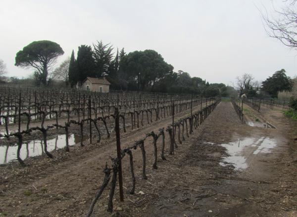 Sodden vineyard