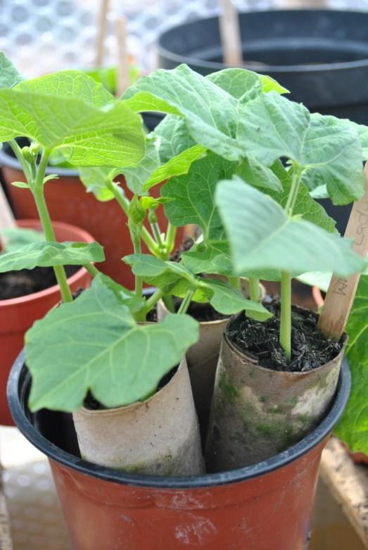 Runner beans... coming on nicely