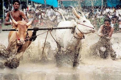 Maramadi Bull Surfing Festival Maramadi Bull Surfing Festival