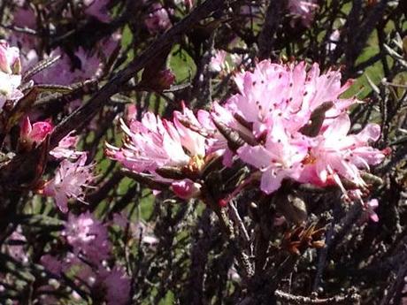 Flowers and Mussels and Kilts, Oh My!