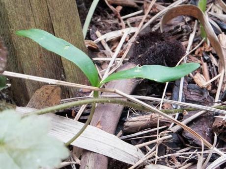 Bountiful Harvest... Bountiful Harvest...