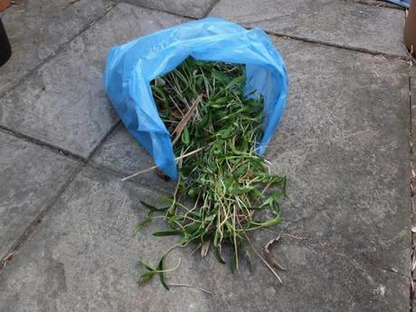 Bountiful Harvest... Bountiful Harvest...