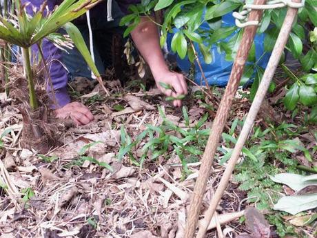 Bountiful Harvest... Bountiful Harvest...