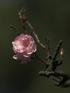 Cherry blossom