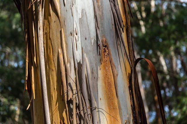 peeling bark on eucalypt tree