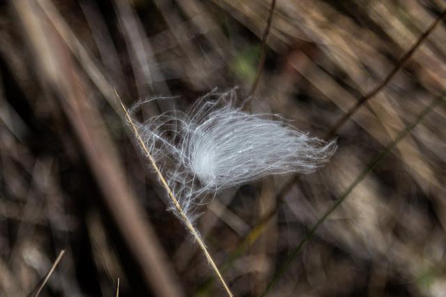small white feather on grass