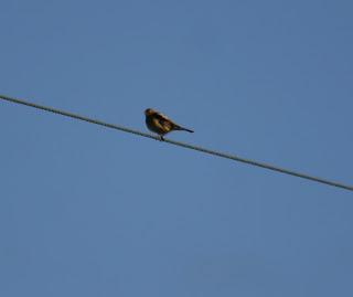 Pipit Sp Shetland 2012....