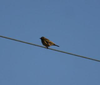 Pipit Sp Shetland 2012....