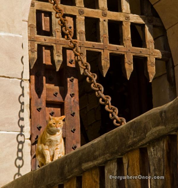 Kitten Guards a Drawbridge