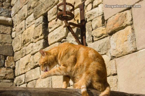 Castle Cat Cleaning