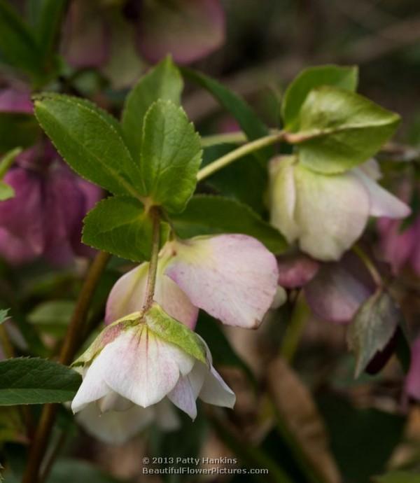 Lenten Roses - helleborus orientalis