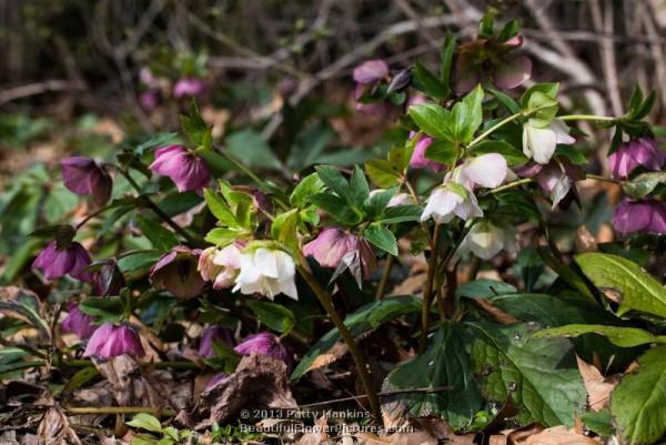 Lenten Roses - helleborus orientalis