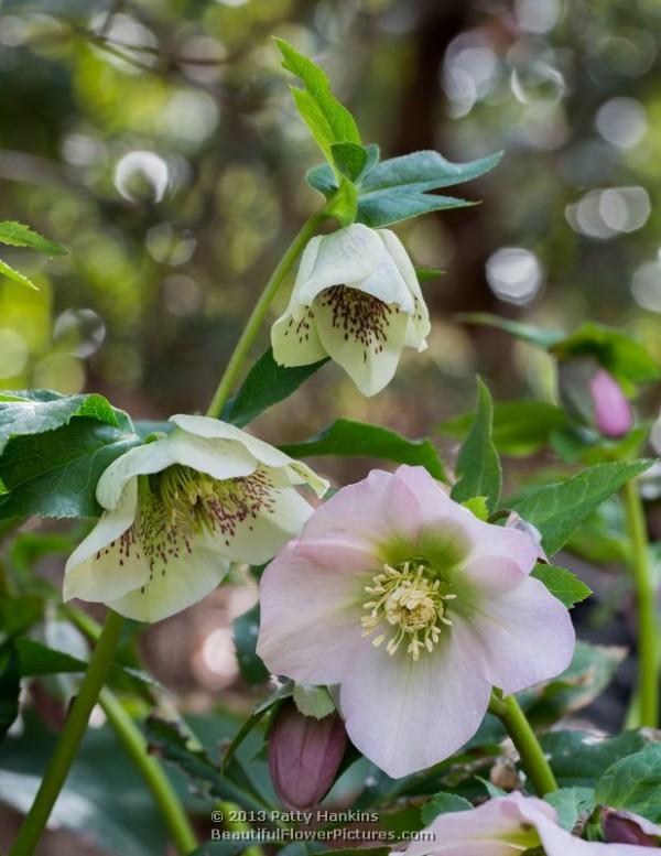 Lenten Roses - helleborus orientalis