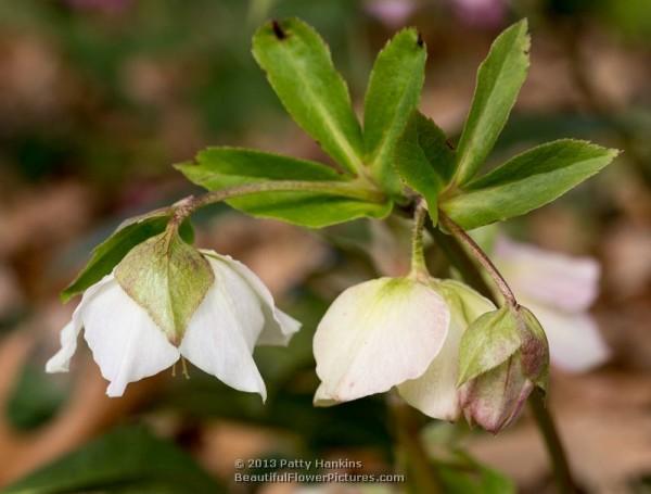 Lenten Roses - helleborus orientalis