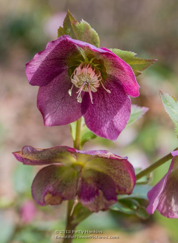 Lenten Roses - helleborus orientalis