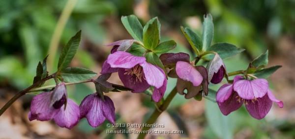 Lenten Roses - helleborus orientalis