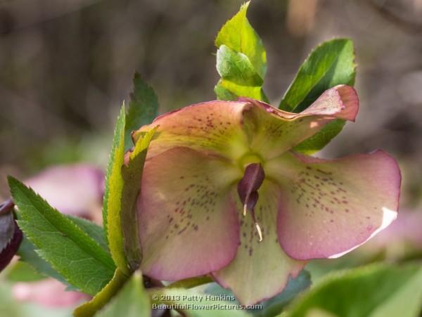 Lenten Roses - helleborus orientalis