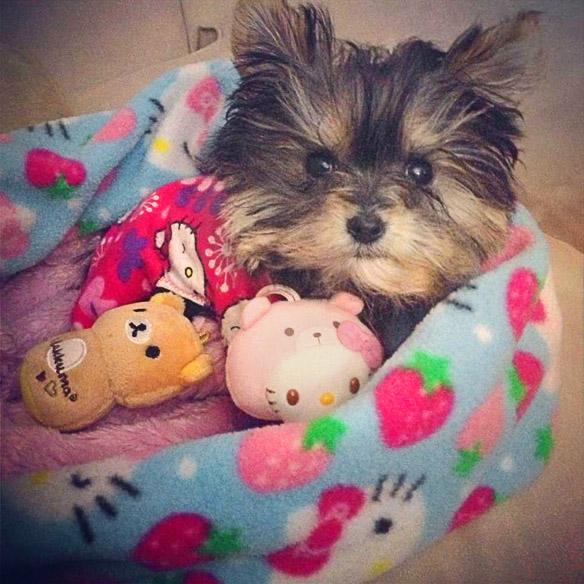 World's Smallest  Adorable Yorkie Will Melt Your Heart!