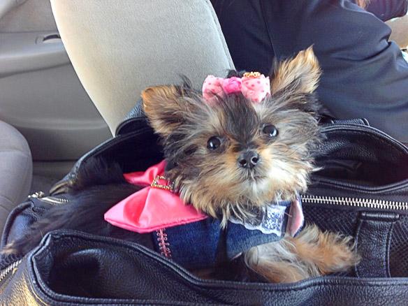 World's Smallest  Adorable Yorkie Will Melt Your Heart!