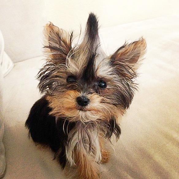 World's Smallest  Adorable Yorkie Will Melt Your Heart!