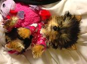 World's Smallest Adorable Yorkie Will Melt Your Heart!