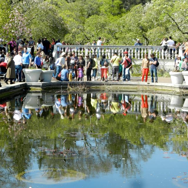 Cherry Blossom Festival,Sakura Matsuri,at Brooklyn Botanical Garden