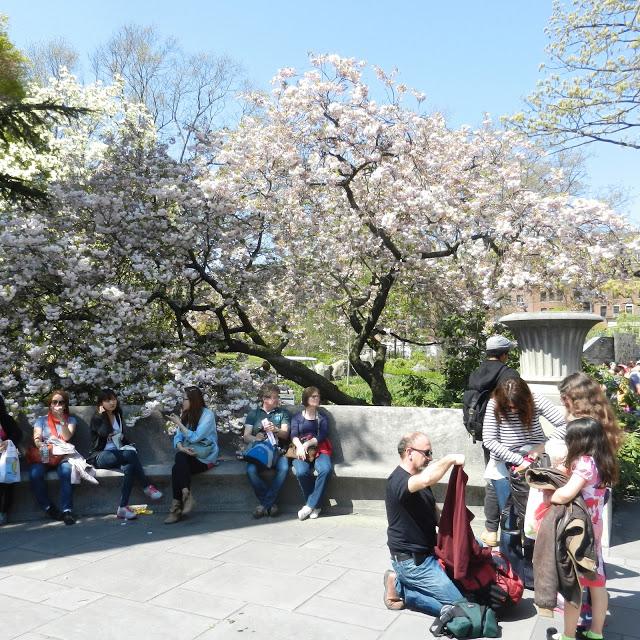 Cherry Blossom Festival,Sakura Matsuri,at Brooklyn Botanical Garden