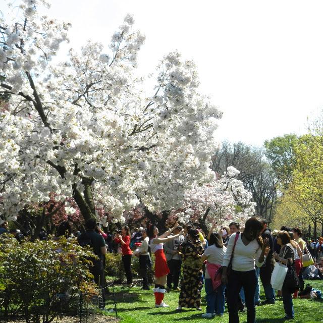 Cherry Blossom Festival,Sakura Matsuri,at Brooklyn Botanical Garden