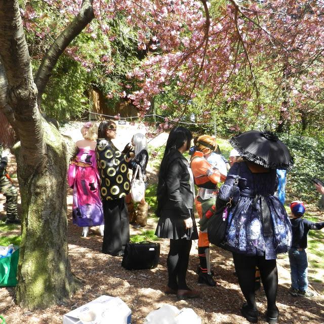 Cherry Blossom Festival,Sakura Matsuri,at Brooklyn Botanical Garden