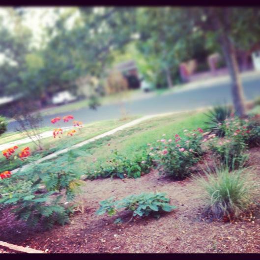 The front yard as seen from the driveway.