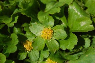 Hacquetia epipactis Flower (21/04/2013, Kew Gardens, London)