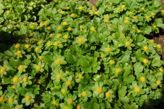 Hacquetia epipactis (21/04/2013, Kew Gardens, London)