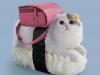 Bizarre Pictures Of Cats Dressed To Look Like Sushi 1