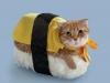 Bizarre Pictures Of Cats Dressed To Look Like Sushi 4