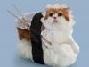 Bizarre Pictures Of Cats Dressed To Look Like Sushi 3