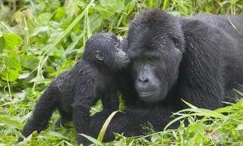 gorilla baby kissing mom