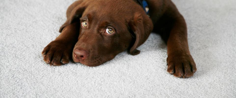 pet on the carpet