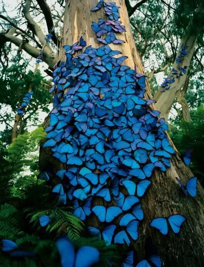 Butterfly Parade