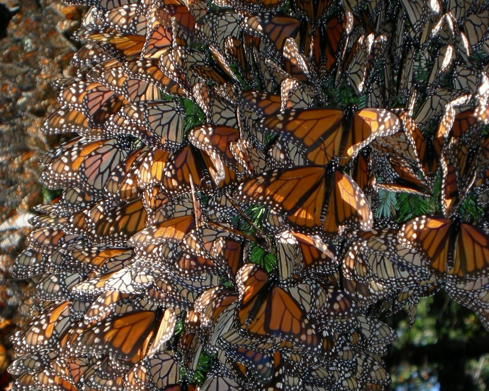 Butterfly Parade