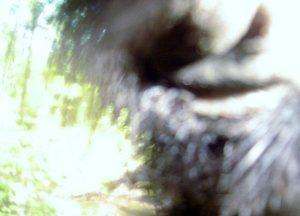 A photo of a possible Bigfoot from a game cam in Minnesota in 2007.