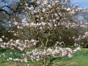 Plant Week: Magnolia Loebneri ‘Raspberry Fun’