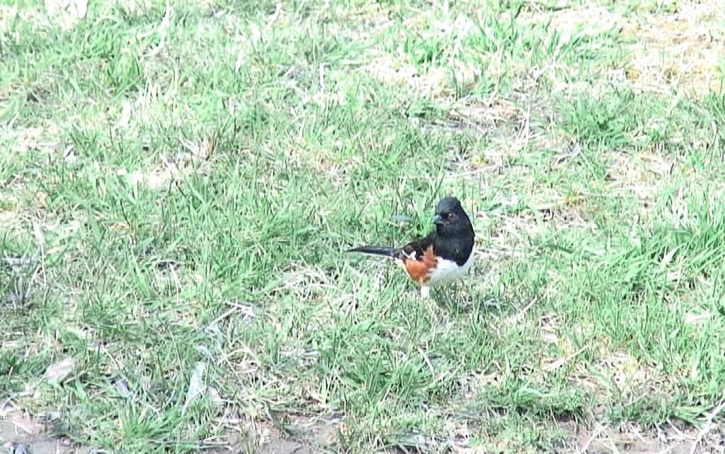 eastern towhee on  grass - Beamer Memorial Conservation Area - Grimsby - Ontario