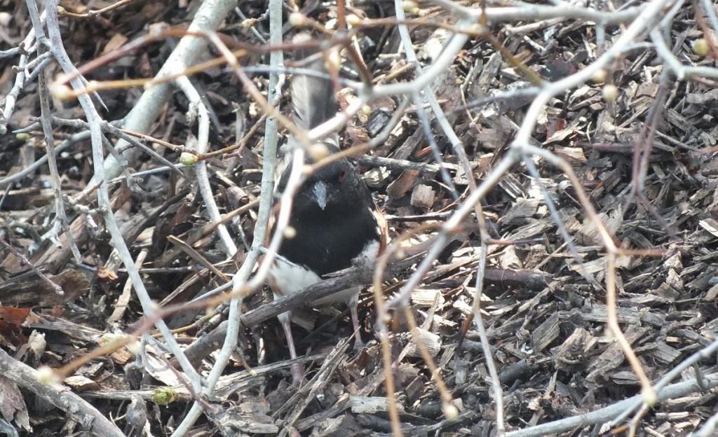 eastern towhee - hidden in thicket - Beamer Memorial Conservation Area -  Grimsby - Ontario