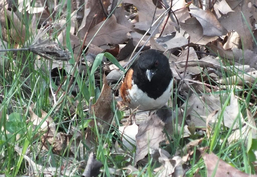 eastern towhee  - checks leaves for bugs - Beamer Memorial Conservation Area -  Grimsby - Ontario